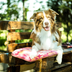 Hund auf Bank, Hundeversicherungen