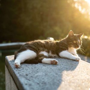 Katze sonnt sich im Garten