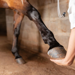 Veterinär betrachtet Pferdehuf; Pferde Op Versicherung