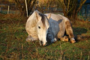 Pferd liegend